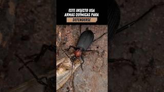 💣 El insecto que lanza bombas químicas