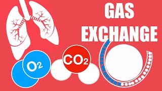 IGCSE Biology - Gas Exchange