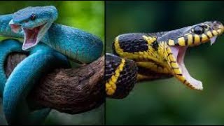 Why Snakes are Crucial for Ecosystems: The Importance of Snakes in Our Environment#snake #snakevideo