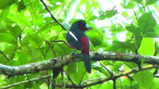 Broadbill, Black&Red - Cymbirhynchus macrorhynchos with  building material.mp4