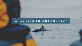 Animals in Antarctica - the mind blowing beauty of Antarctica's wildlife