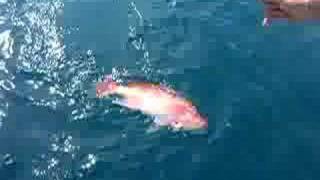 live baiting Red Snapper