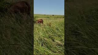 Kansas Princesses Grazing Kansas