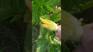 زراعة الكورجيت اليقطين la culture de courgettes #quran  #shorts  #agriculture