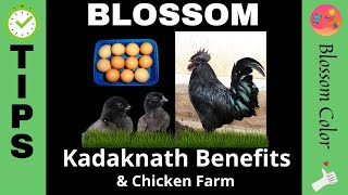 Kadaknath  Benefits | Kadaknath kozhi valarpu 🐣🐓| Small scale Business idea during covid 19