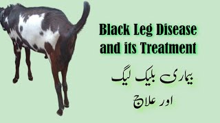 Blackleg Disease or Black Quarter Diseases in Goats Treatment