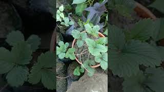 স্ট্রবেরি চারা / Strawberry #nature #nurseryrhymes