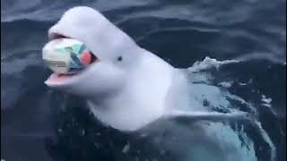 Playful Beluga Whale