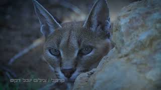 Arabian caracal