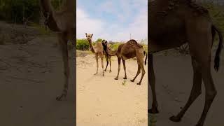 camel #viral #shorts #shortvideo #camel #camelculture #camel_racing