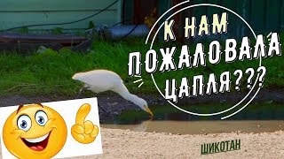 ОСТРОВ ШИКОТАН. ЦАПЛЯ?