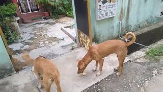 Three sisters 🐕 group of our colony