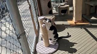 Shelter Cat Lemore Attacks Innocent Cat Tree to Steal Attention From Orchid! [REAL]