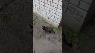 Cute Tortie Mother Cat And Tabby Kitten