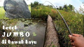 SARANG IKAN BETOK/PAPUYU DI BAWAH KAYU ROBOH