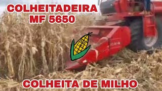 Colheita do milho MF 5650