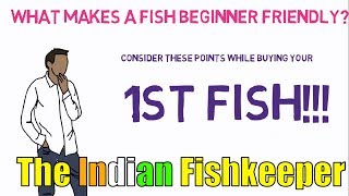 What Makes A Fish Beginner Friendly? | The Indian Fishkeeper