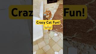 Funny Orange Cat 😹 Playing with Weird Things!