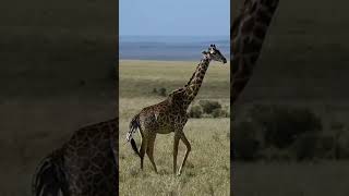 giraffe give a birth of baby in Maasai mara #shorts #giraffebirth