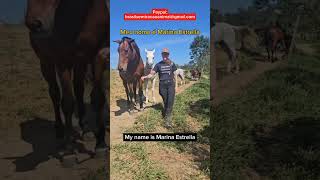 Every donation, big or small, will make a difference 🆘️🇧🇷 Please help us share. Horses are drowning💔