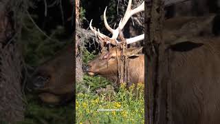 Have You Ever Seen a Bull Elk Shedding Velvet?