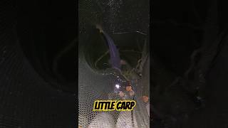 Carp in the net! #shorts #fishing #fish #carpfishing