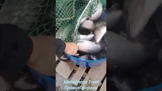 Привоз форели а Мисайлово Trout