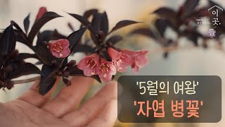 ' 5월의 여왕 ' 외목대 병꽃나무 3종 소개합니다~ 자엽병꽃, 삼색무늬병꽃, 사계병꽃