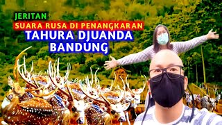 "Jeritan", Suara Rusa di Penangkaran Tahura Djuanda Bandung...