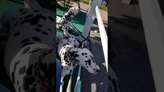 Dalmatians in Croatia:  Sunday Mass Prayer