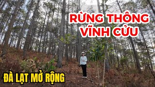 (Đã bán) Đất ven Đà Lạt| MÊ MẨN với mảnh đất rừng thông vĩnh cửu tại Mê Linh- Đà Lạt