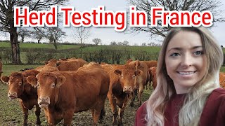 HERD TEST & SCANNING IN FRANCE