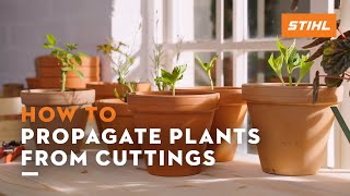 How to propagate plants from cuttings | STIHL