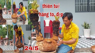 Thiên tuế, hàng to và đẹp,"0979309131" Cây Kiểng Quốc Cung