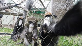 Jardim Zoológico Lisboa - Macaco Curioso - 2018 Gopro