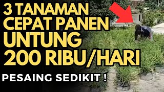 3 USAHA TANAMAN YANG CEPAT PANEN UNTUNG 200 RIBU SEHARI - BUDIDAYA SAYURAN YANG MENGHASILKAN