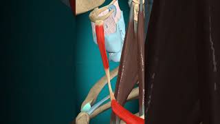 Omohyoid muscle action hyoid bone depression #muscle #humananatomy