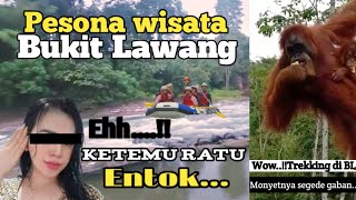 Pesona wisata bukit lawang||Jungle trekking in bukit lawang