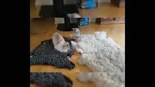 Смешные моменты с котиками 😹Funny cats😹#лучшиеприколы #viral #motivation #funnyvideo #quotes