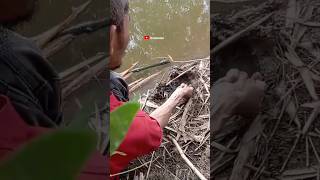 Rezeki!! Ngurek dapet belut babon #shorts #shortvideo #fishing #belutbabon #fyp