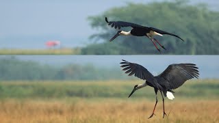 An Incredible Morning with Woolly Necked Storks and Wetland Birds #relaxing