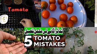 Tomato Gardening complete Video on roof / Tips from seed to fruits Tamatar ugany ka Behtrin Tarika