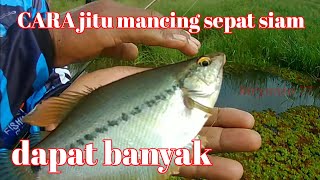 CARA MANCING IKAN SEPAT SIAM DAPAT BANYAK || kir Yanto 77