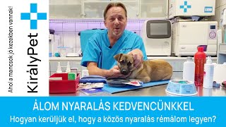 ÁLOM NYARALÁS KEDVENCÜNKKEL Avagy: Hogyan kerüljük el, hogy a közös nyaralás rémálom legyen?