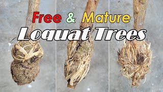 FREE Mature Loquat Trees Using Air Layering Techniques | How to Get Free Loquat Fruit Trees