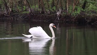 Music Beautiful Duck Swan River Natural Beauty