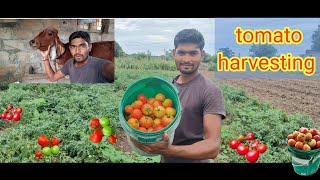 tomato harvesting in the farm | paheli bar me kitne tomato mile....