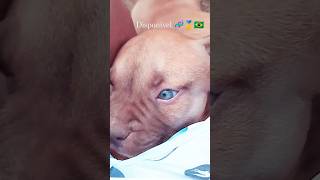 por que vocês não gosta de mim?😭#dogs #pitbull #pitmonster #bully #pet #puppy #foryou #viral #fyp