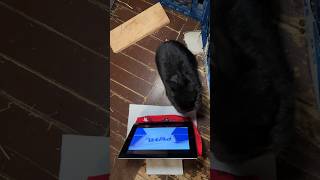 Rabbit Likes Watching The PWHL Hockey; Don’t Interrupt Blackberry’s Hockey Game!