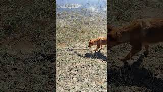 dog vs snake